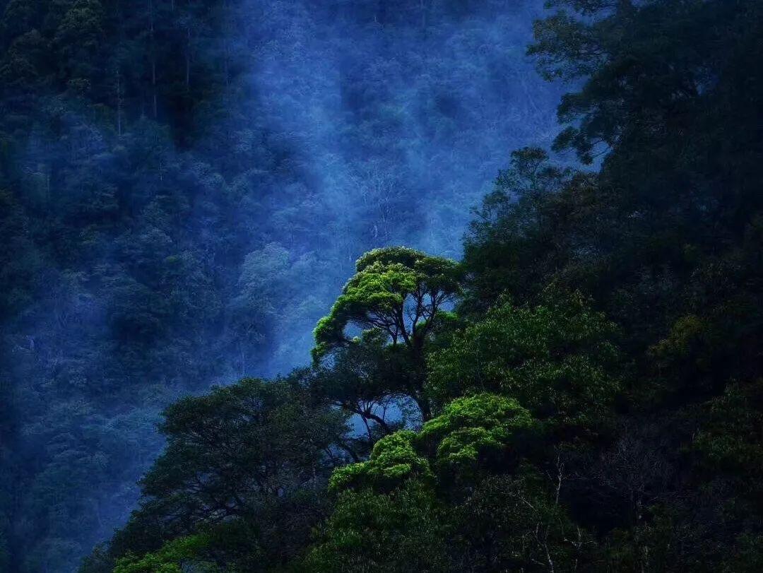 迷雾求生